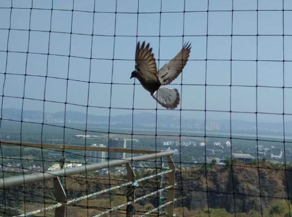 Bird Netting In Hyderabad